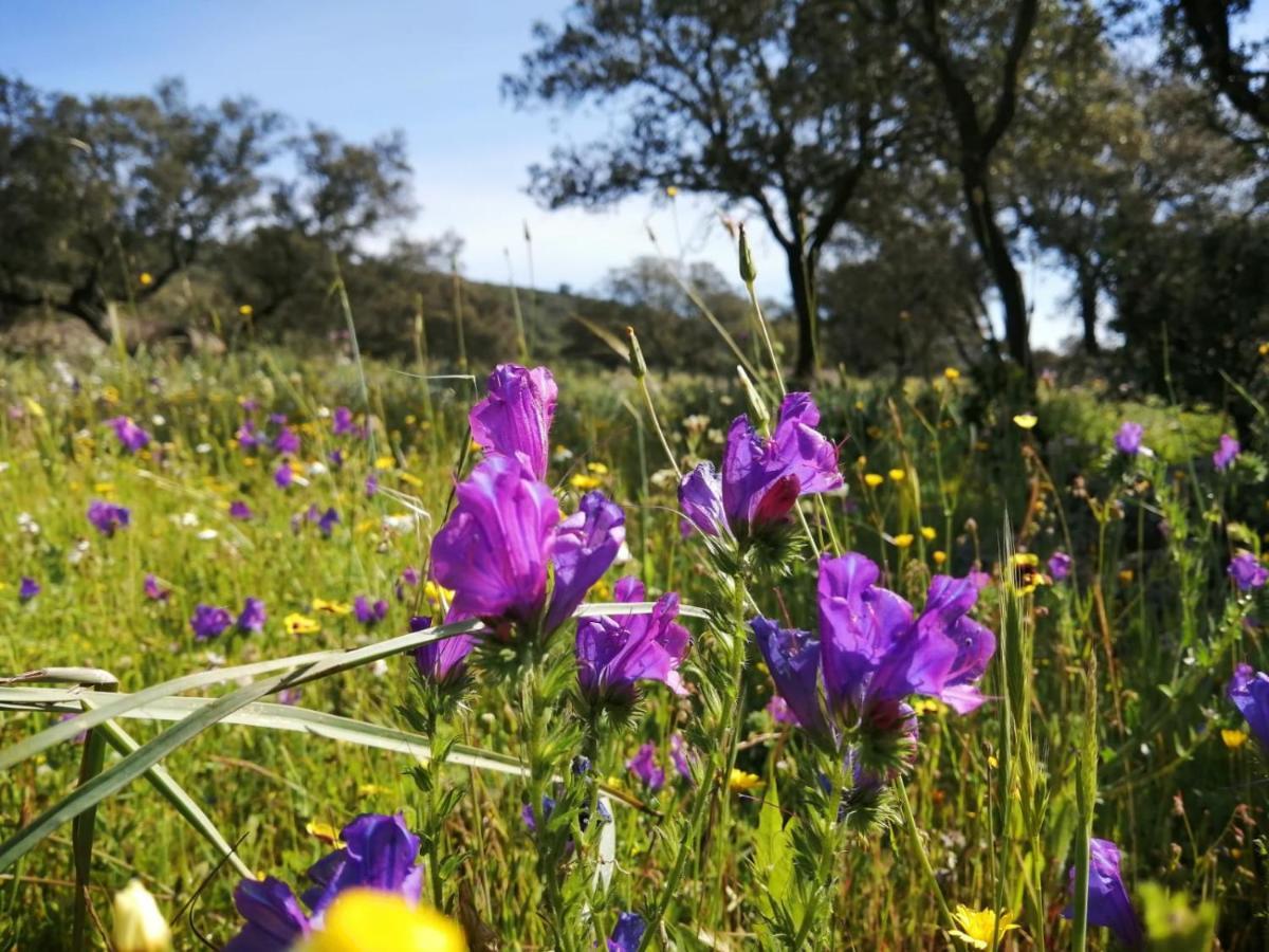 Chozos De La Dehesa Apart otel La Roca de la Sierra Dış mekan fotoğraf